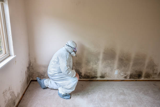 South Pasadena, CA Mold Removal Company