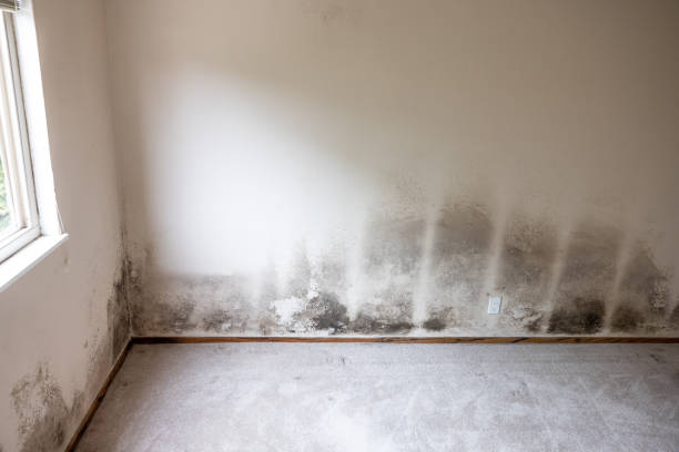 Best Mold Damage Restoration  in South Pasadena, CA